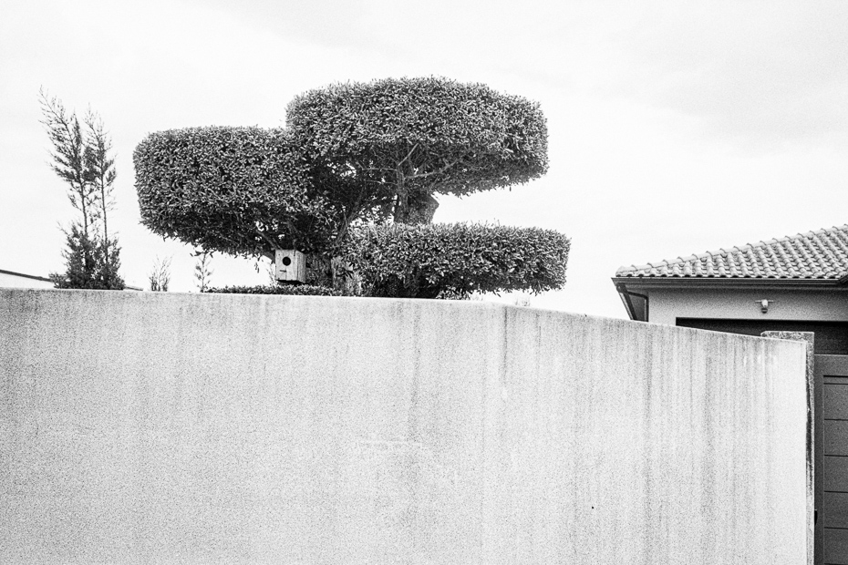 wp-camino-1